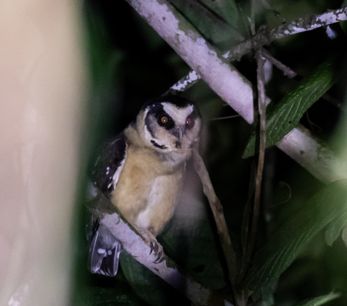 Buff-fronted Owl - ML623051293