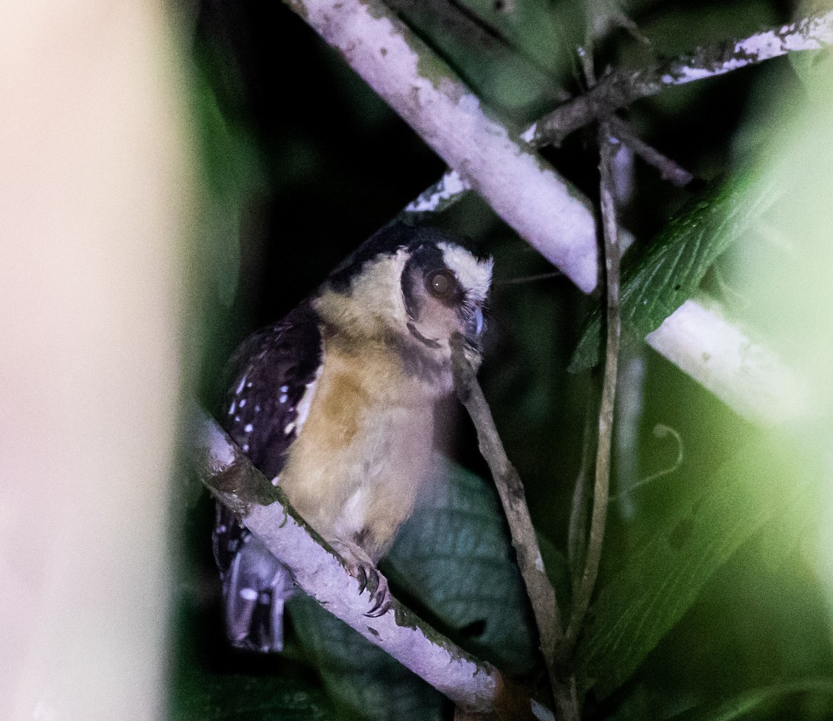 Buff-fronted Owl - ML623051302