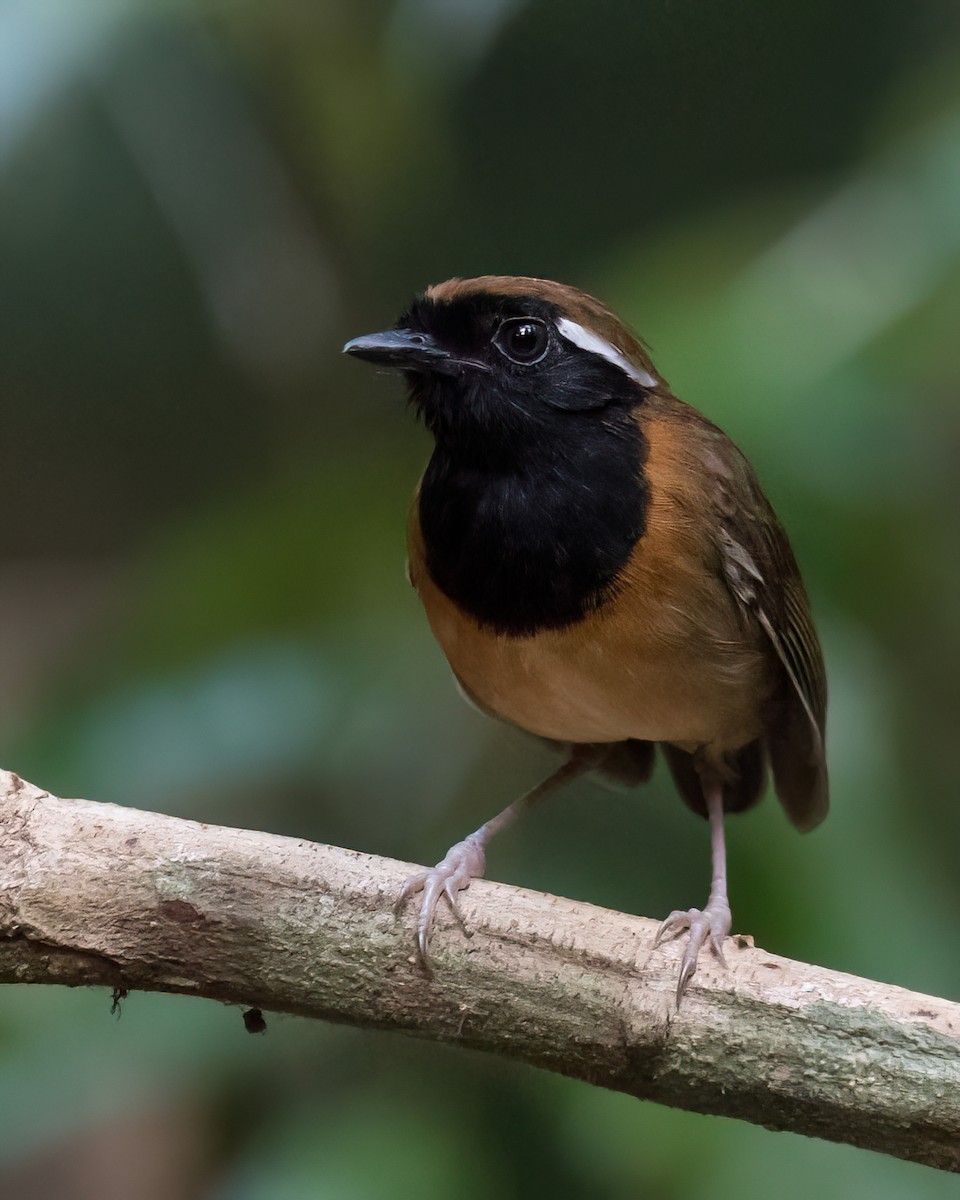 Black-breasted Gnateater - ML623051352