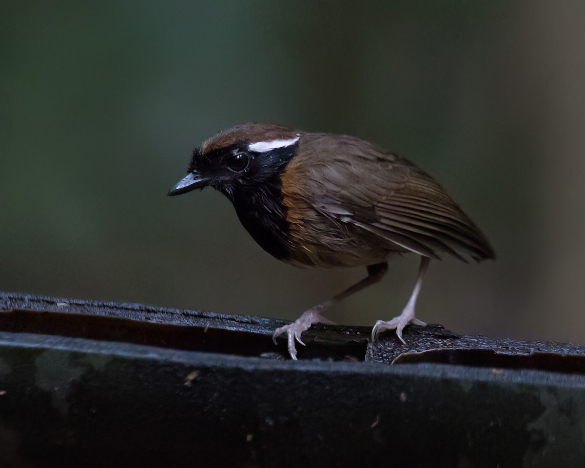 Black-breasted Gnateater - ML623051353