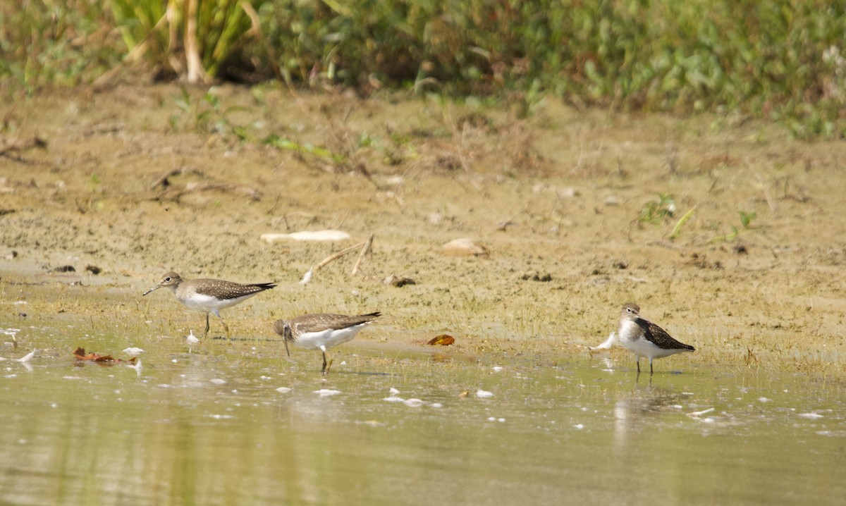 Solitary Sandpiper - ML623051357