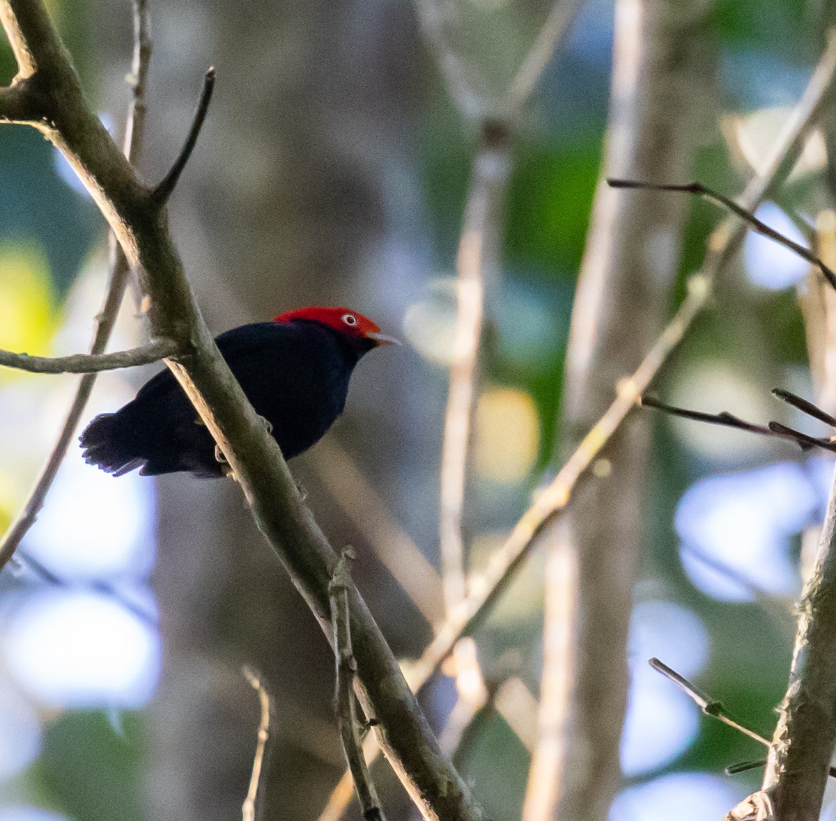 Geniş Kuyruklu Manakin - ML623051376