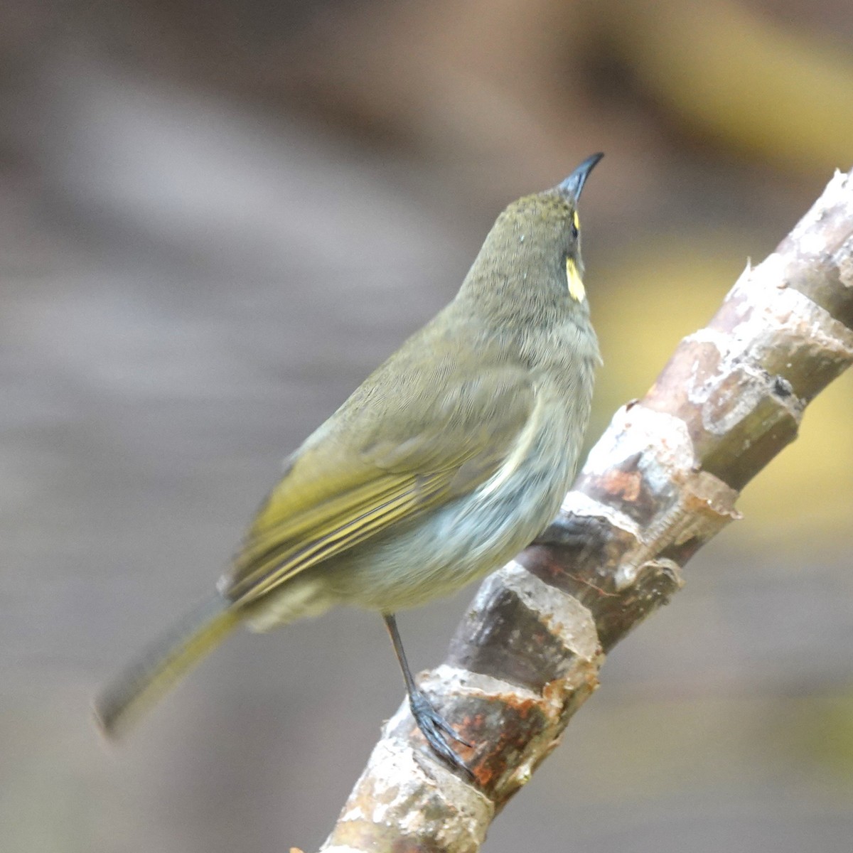 Yellow-spotted Honeyeater - ML623051378