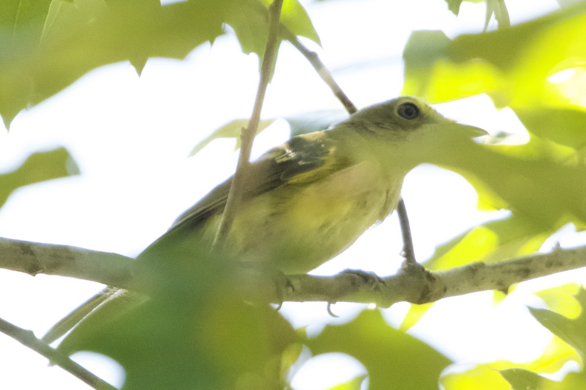 White-eyed Vireo - ML623051399