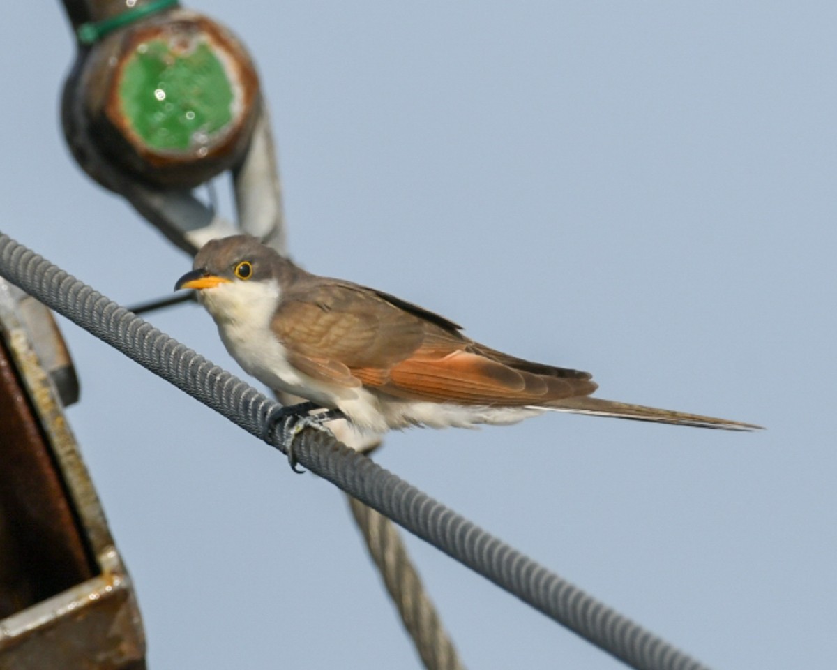 Yellow-billed Cuckoo - ML623051407