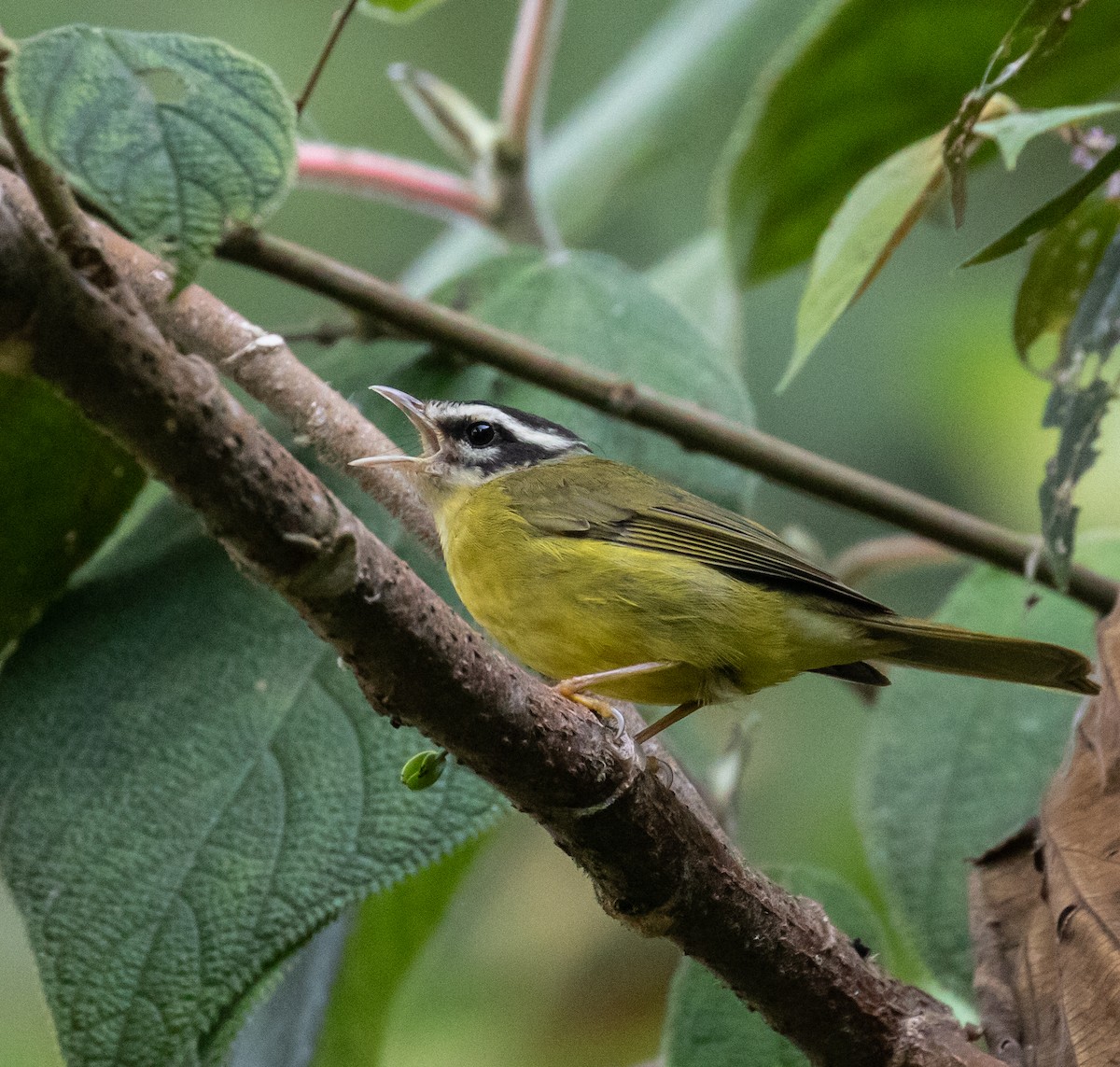 Three-striped Warbler - ML623051457