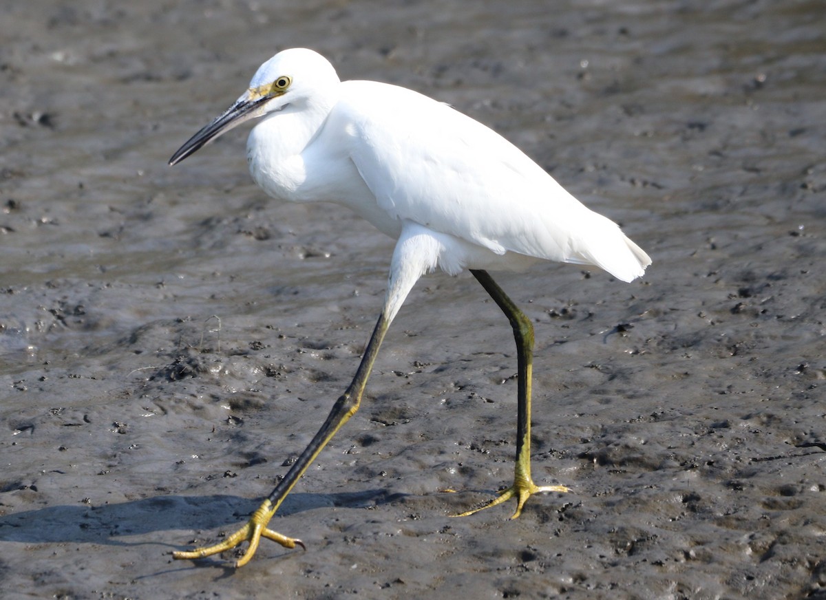 Snowy Egret - ML623051464