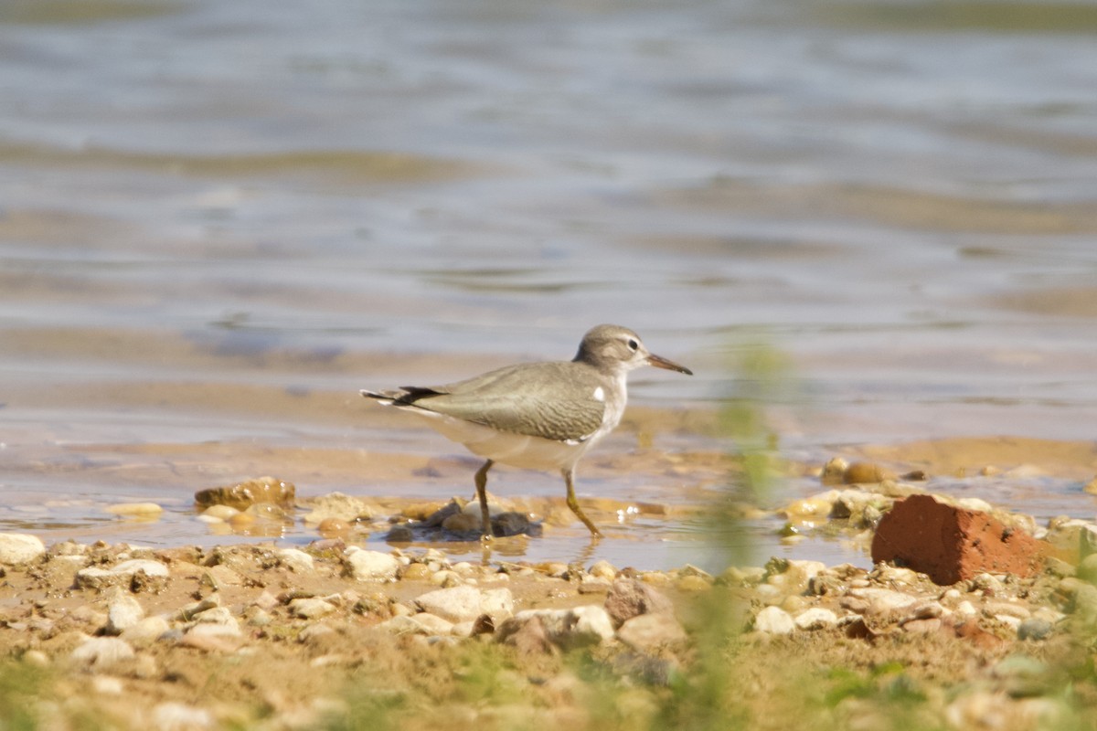 Spotted Sandpiper - ML623051480