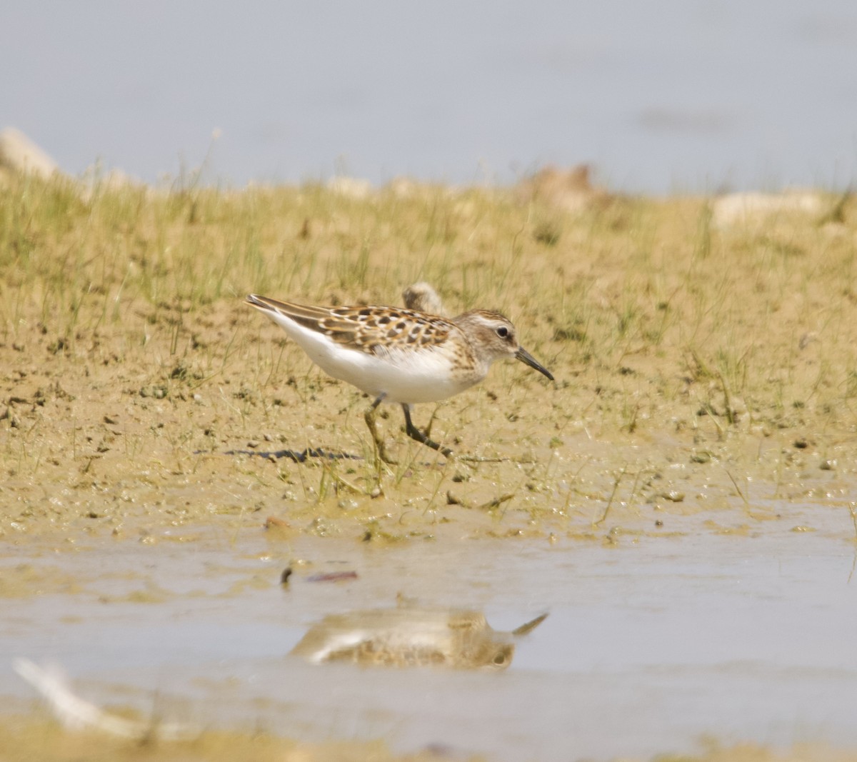 Least Sandpiper - ML623051498