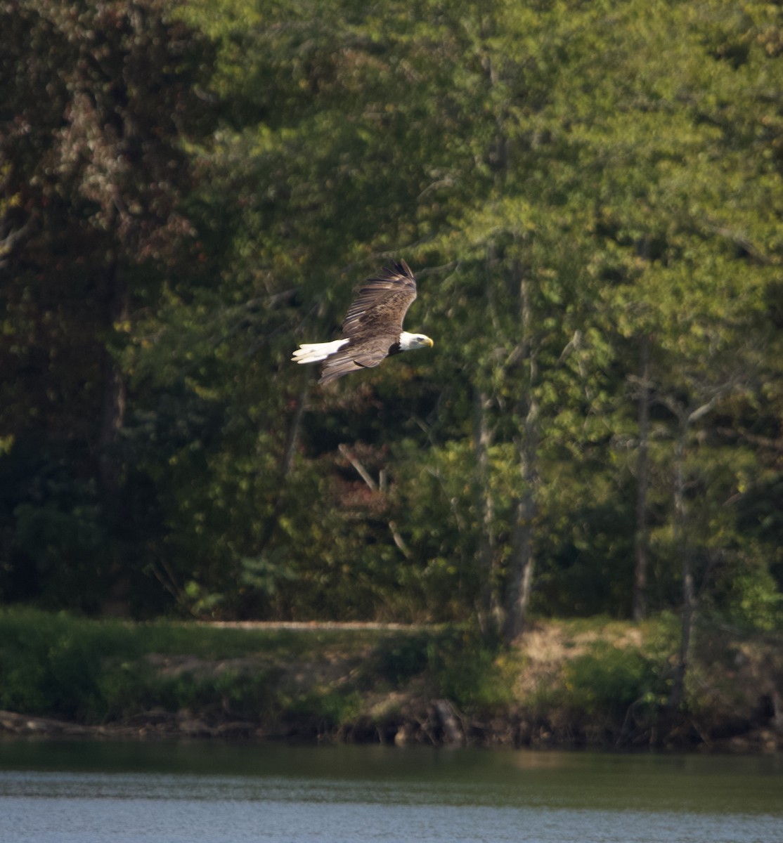 Bald Eagle - ML623051505