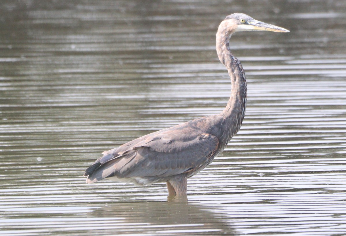 Great Blue Heron - ML623051506