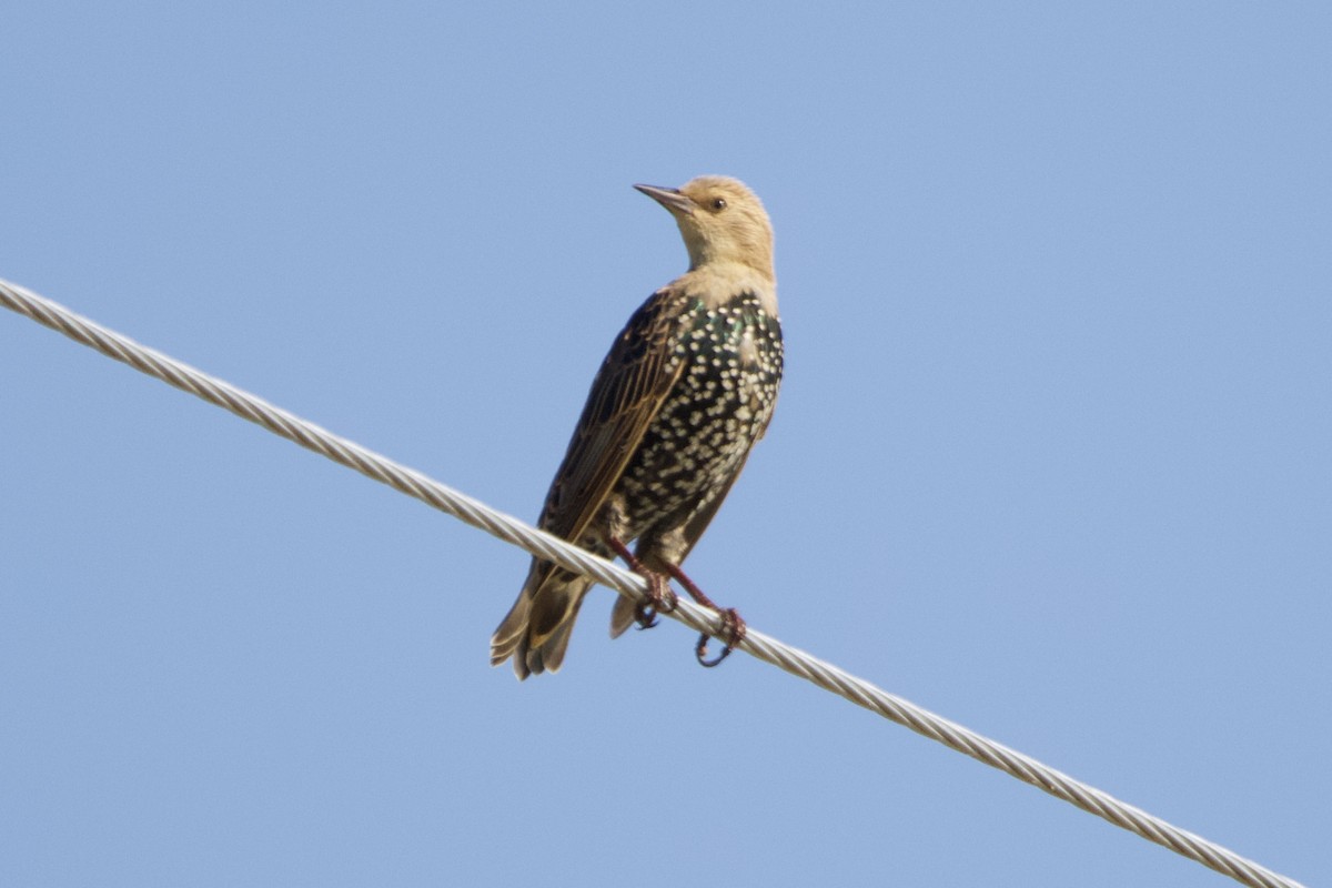 European Starling - ML623051511