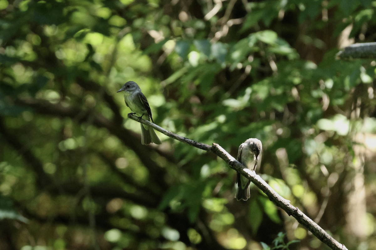 Eastern Wood-Pewee - ML623051515