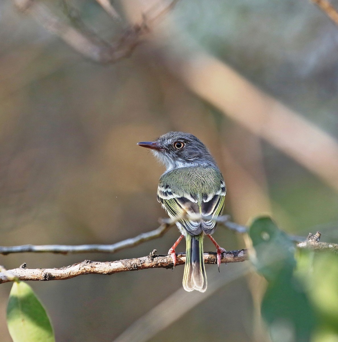 Pearly-vented Tody-Tyrant - ML623051707