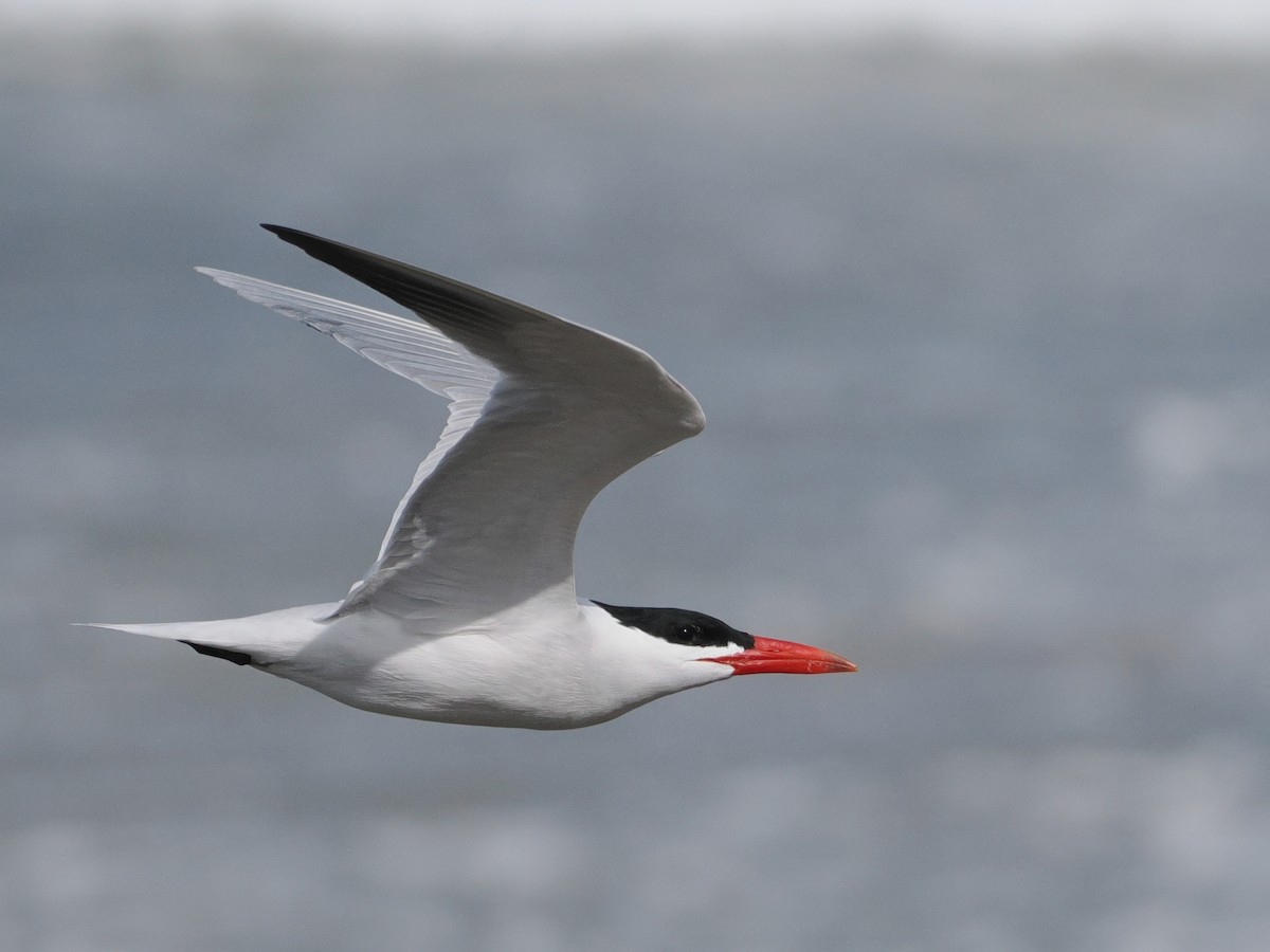 Caspian Tern - Mark Sutton