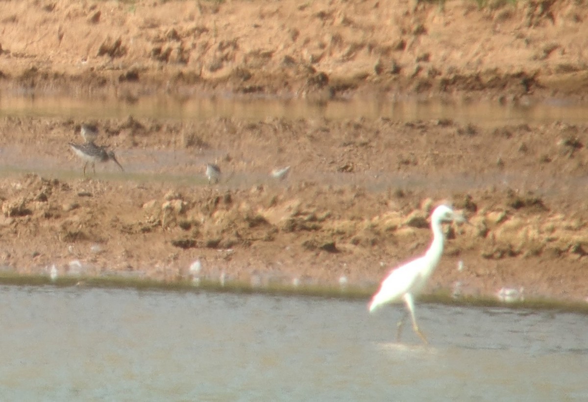 Stilt Sandpiper - ML623051776