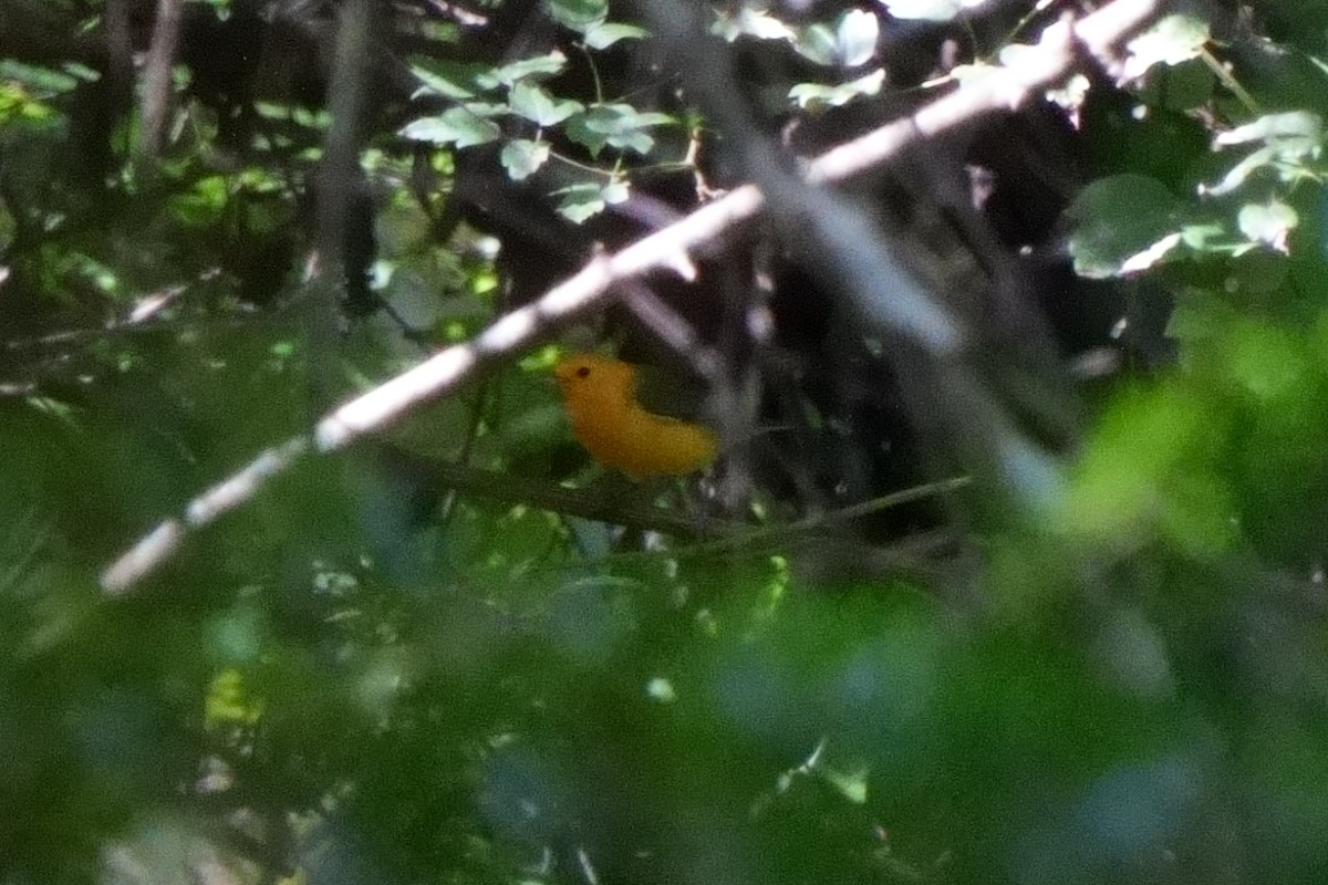 Prothonotary Warbler - ML623051781
