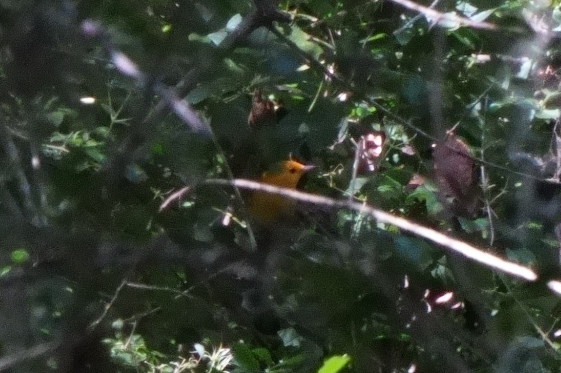 Prothonotary Warbler - ML623051782