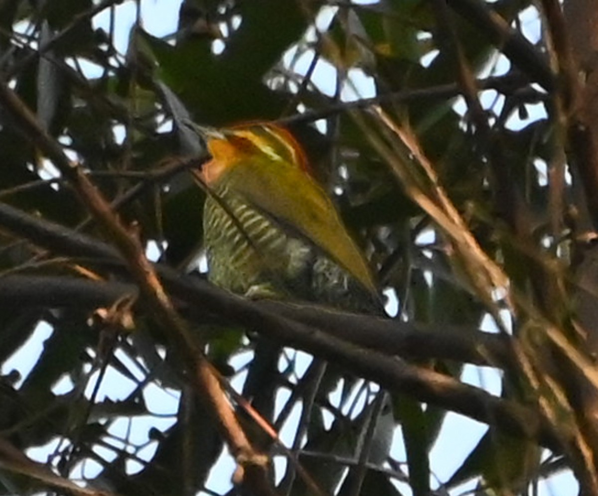 White-browed Woodpecker - ML623051798