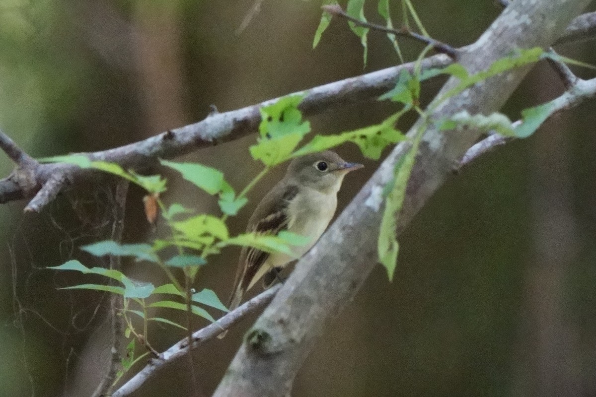 Acadian Flycatcher - ML623051809