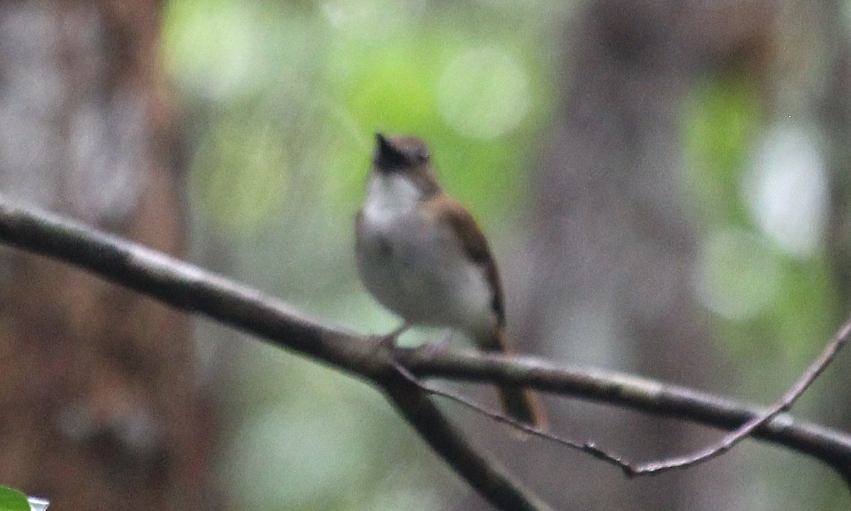 Fulvous-chested Jungle Flycatcher - ML623051872