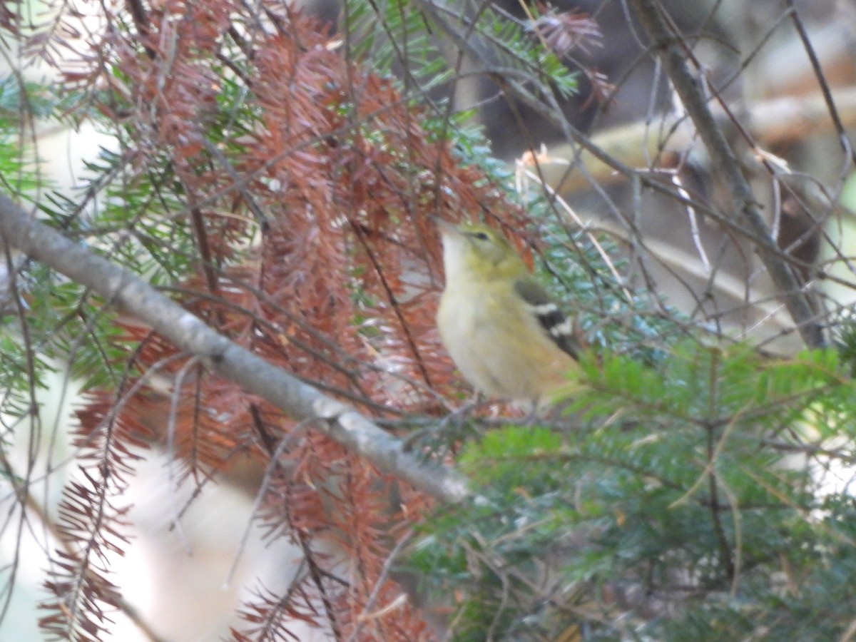 Bay-breasted Warbler - ML623051888