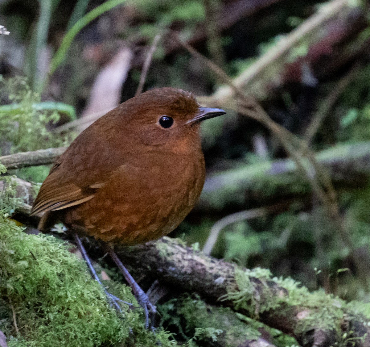 Oxapampa Antpitta - ML623051941