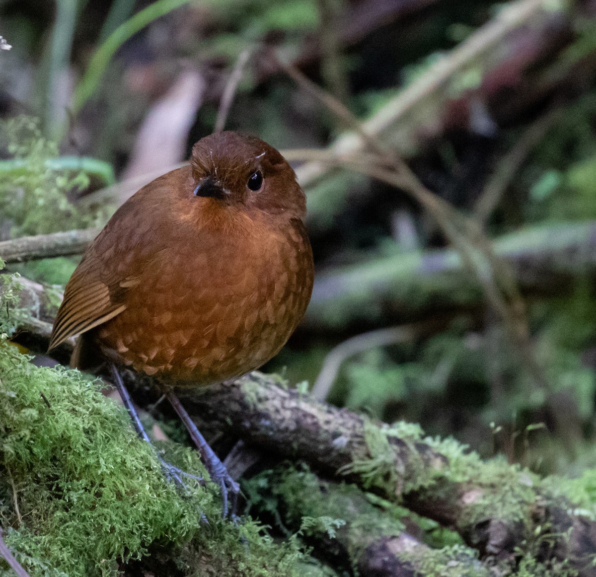 Oxapampa Antpitta - ML623051944