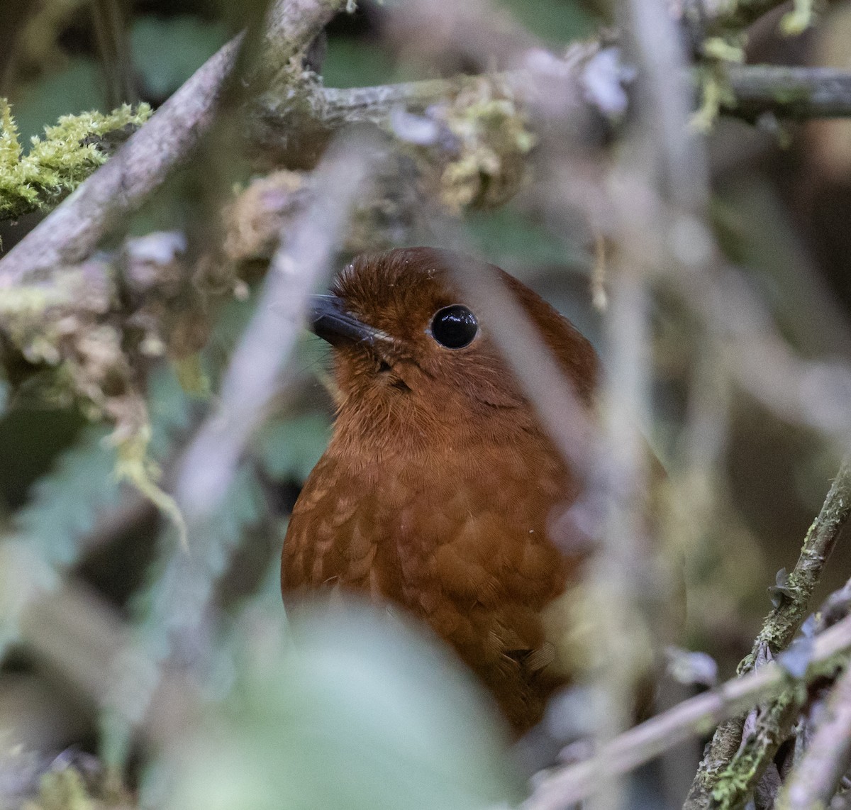Oxapampa Antpitta - ML623051946