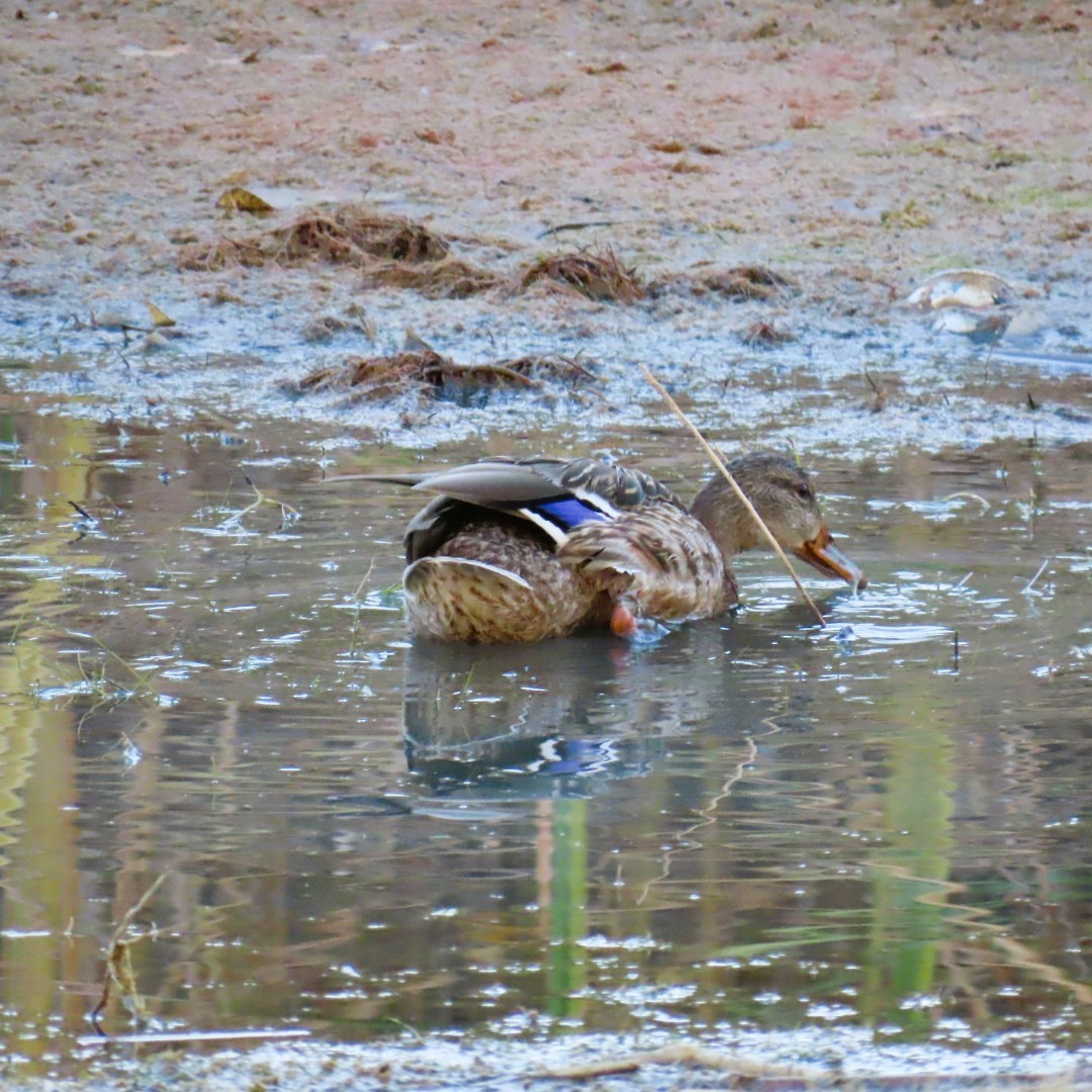 Mallard - ML623051955