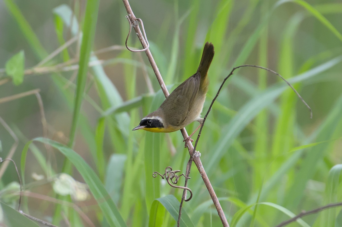 Common Yellowthroat - Kaj Overturf