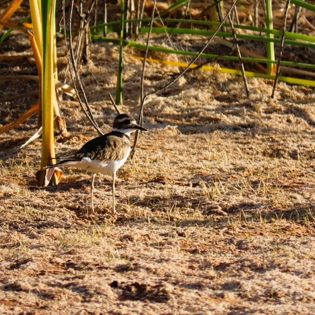 Killdeer - ML623051976