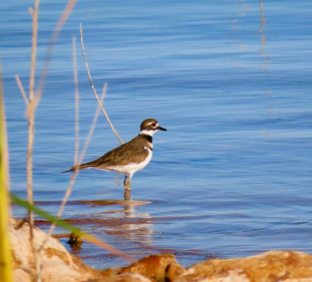 Killdeer - ML623051981