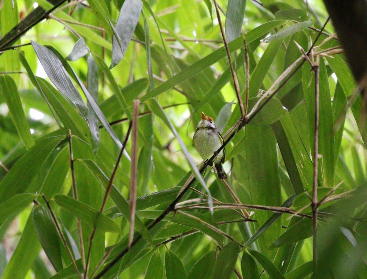 White-cheeked Tody-Flycatcher - ML623051985