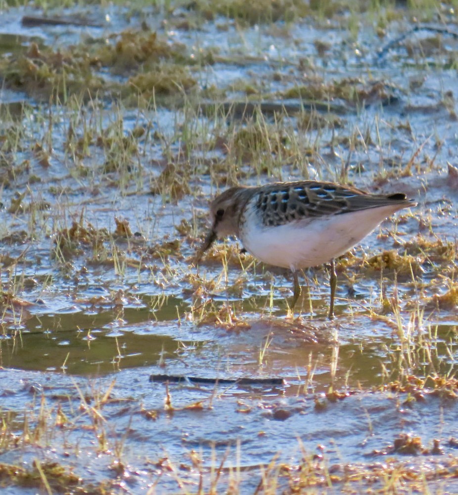 pygmésnipe - ML623051998