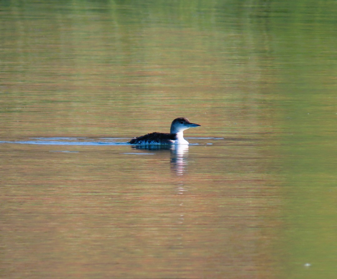 Common Loon - ML623052018