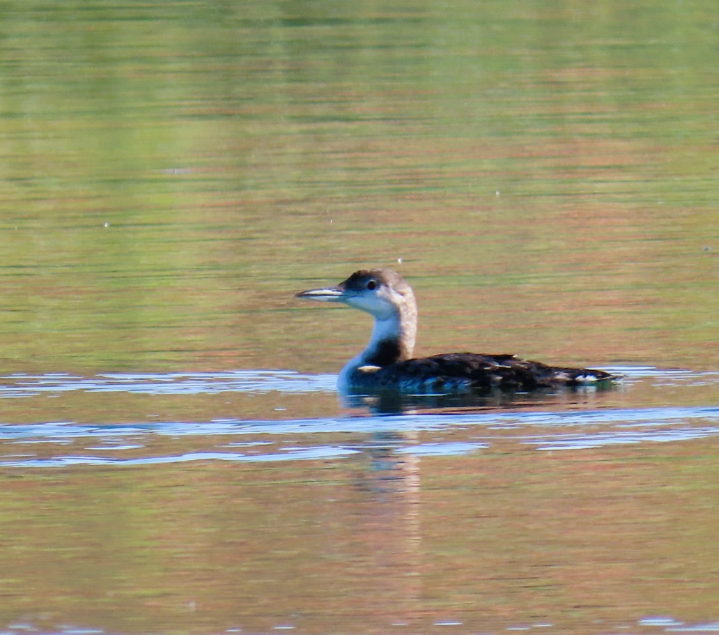 Common Loon - ML623052019