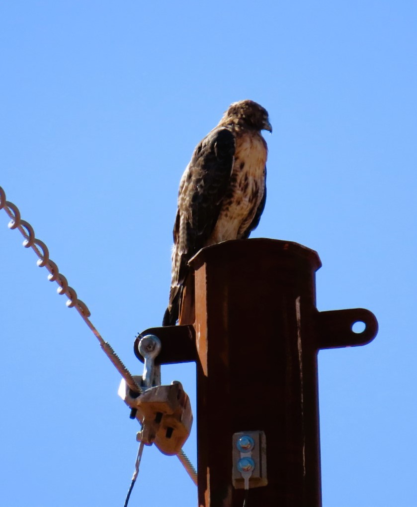 Red-tailed Hawk - ML623052027