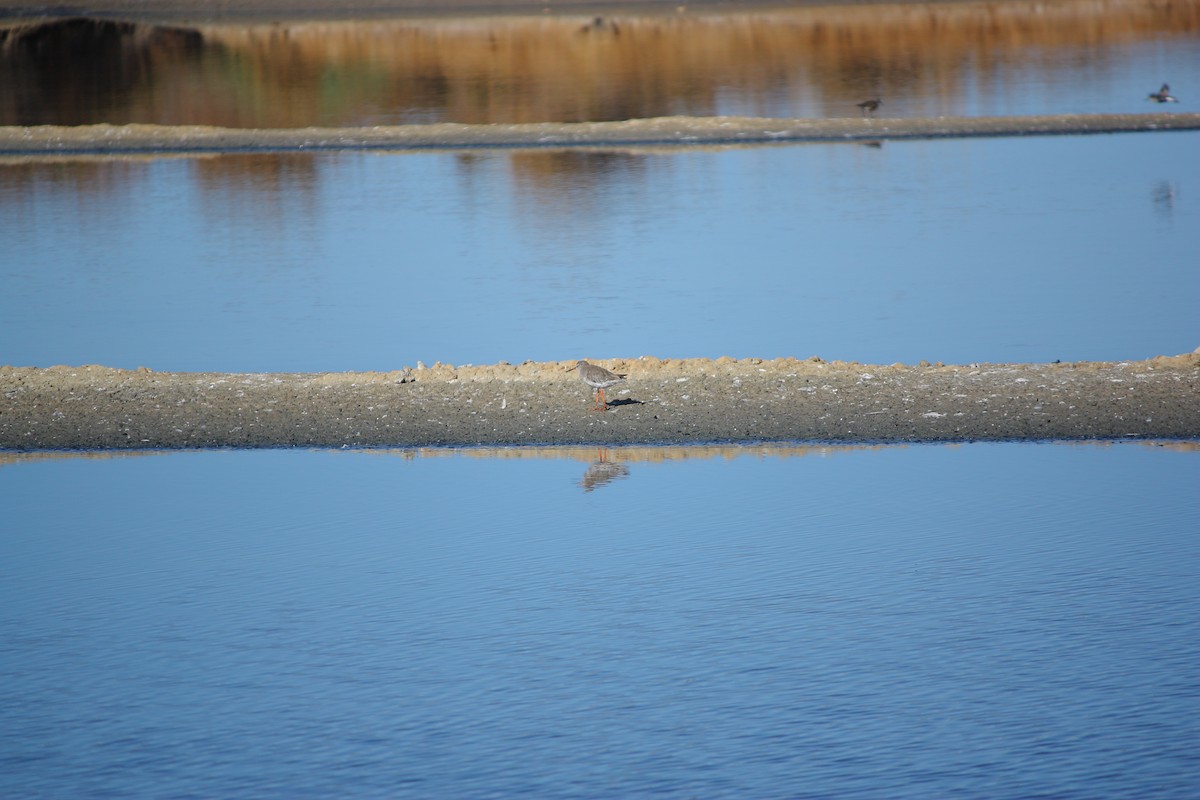 Common Redshank - ML623052037