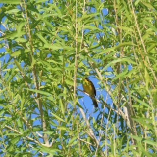 Common Yellowthroat - ML623052061