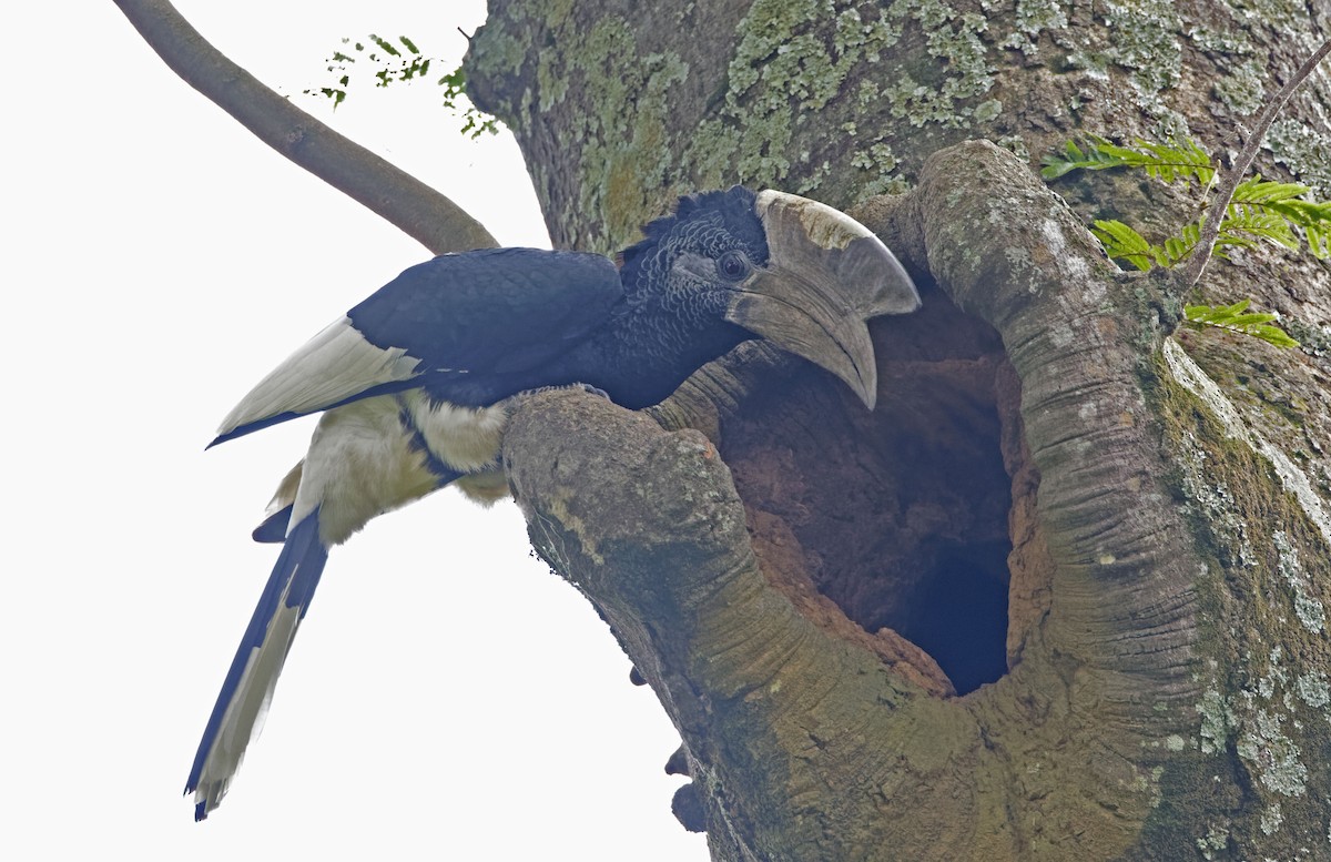 Black-and-white-casqued Hornbill - ML623052074