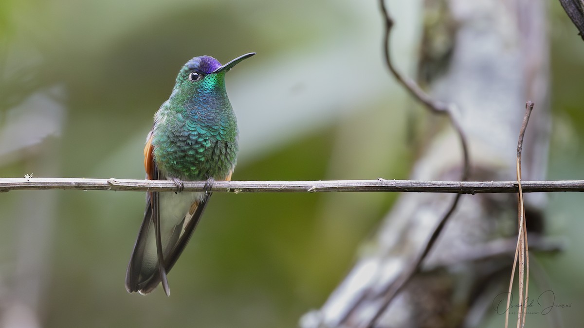 Blue-capped Hummingbird - ML623052084