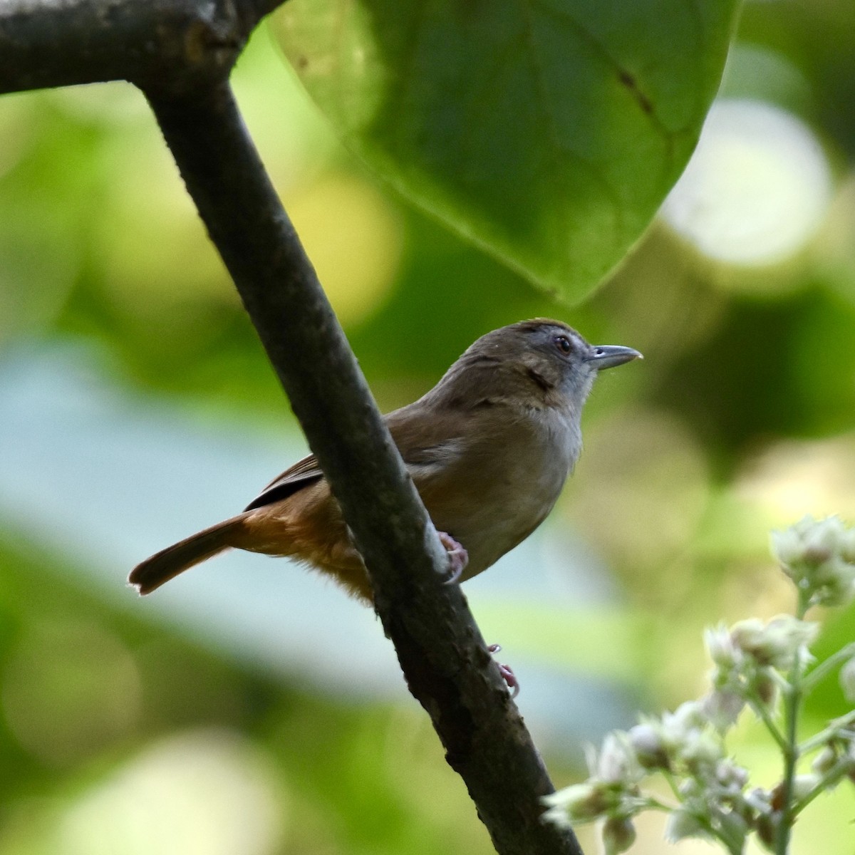 Abbott's Babbler - ML623052100