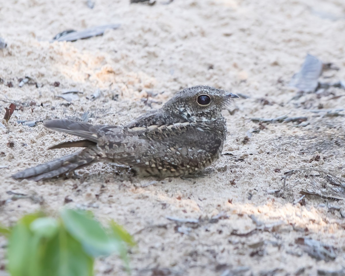 Ladder-tailed Nightjar - ML623052149