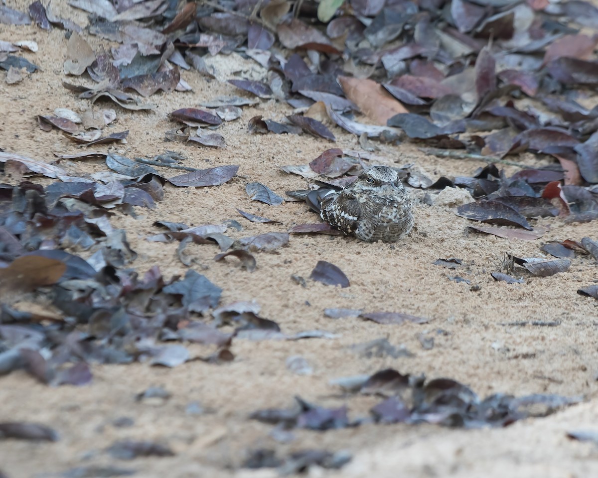 Ladder-tailed Nightjar - ML623052150