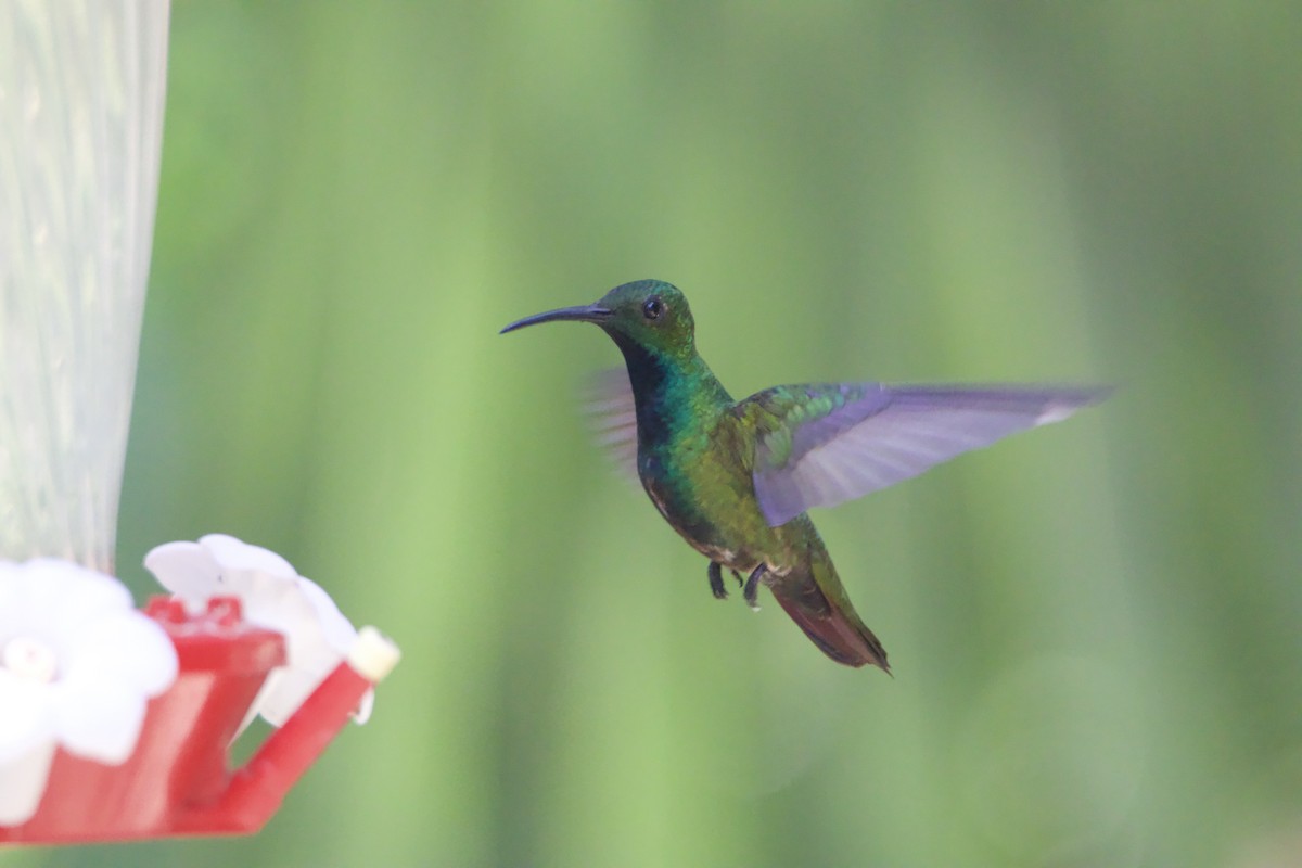 Green-breasted Mango - ML623052178