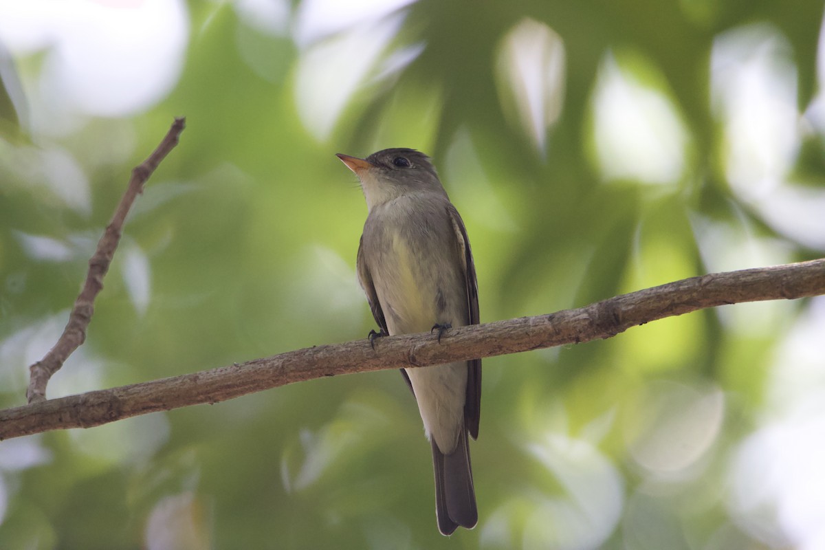 Eastern Wood-Pewee - ML623052223