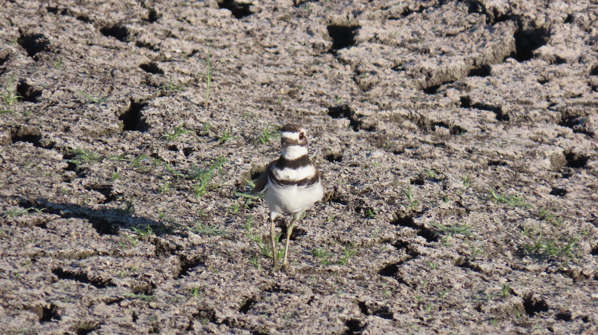 Killdeer - ML623052226