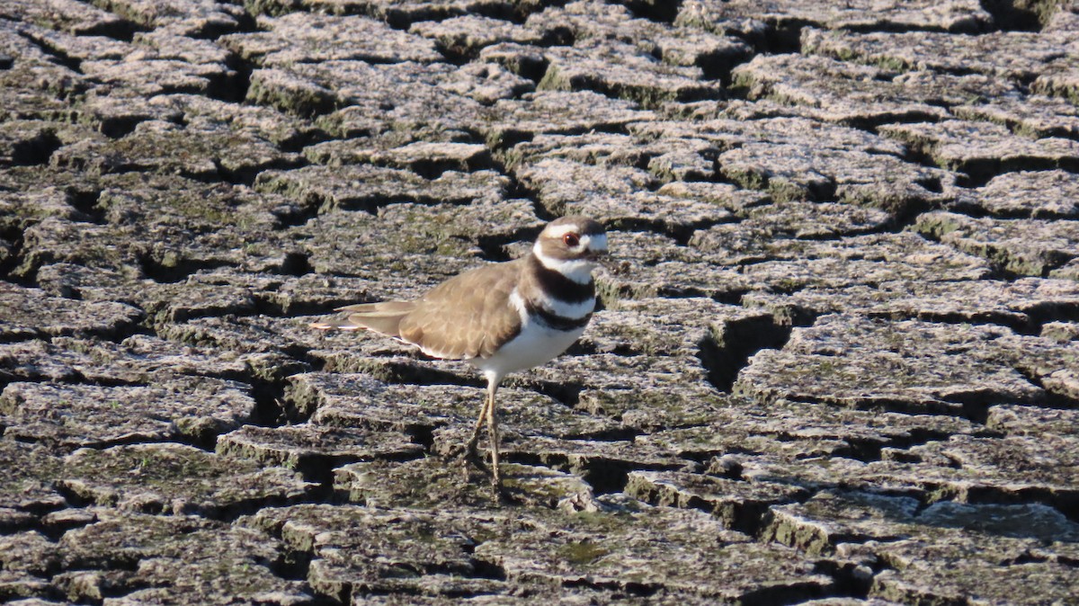 Killdeer - ML623052227