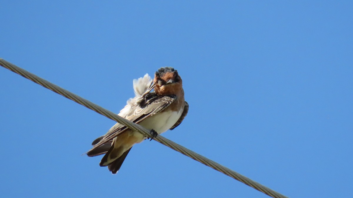 Cave Swallow - ML623052230